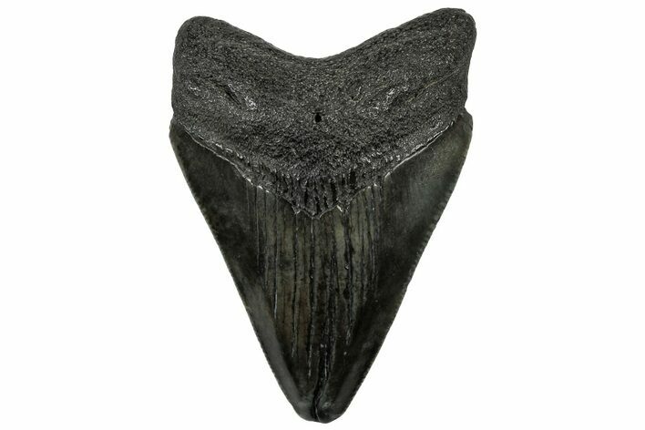 Juvenile Megalodon Tooth - South Carolina #310493